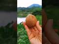 चिकू🥝🥝 Chiku Beautiful Fruit | #shorts #viral #tiktok #youtubeshorts #shortvideo #fruit