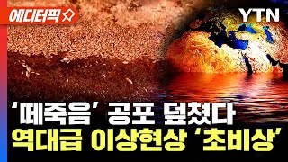 [에디터픽] 전 세계 역대급 이상기후에 ‘떼죽음’ 비상...“센 폭염·폭우 동시에” 한반도 덮칠 날씨 / YTN