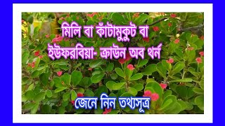 কাঁটামুকুট/মিলিক্যাকটাস /ইউফরবিয়া(ক্রাউন-অফ-থর্ন)  গাছের সঠিকপরিচর্যা কিভাবে করবেন#cactus#euphorbia)