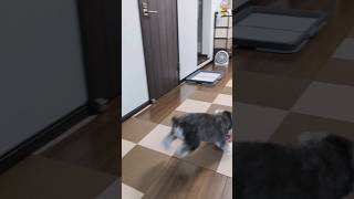 生後3ヶ月と7ヶ月のちがいを見せつける #miniatureschnauzer #puppy #schnauzer #ミニチュアシュナウザー