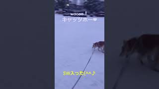 雪の朝散歩🐾（リメイク版）