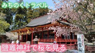 みちのくトラベル 鹽竈神社で桜を見る