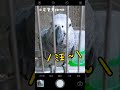 灰鸚鵡抗議的叫聲 小灰寶貝parrot 灰鸚鵡愛說話 灰鸚鵡愛講話 bomberbabyparrot