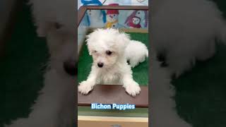 Bichon puppies for sale in Columbus Ohio #puppiesforsale #bichonfrisepuppies