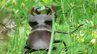 Stag beetle ; Hirschkäfer ; Rădașcă