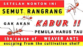 🔴 15 penyebab SEMUT RANGRANG  kabur dari rak || the cause of weaver ants run away