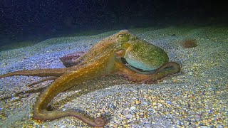 Night encounters:  Common Stingrays .. Octopus - in Malta