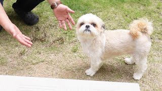 抱っこをしてもらおうか？悩んでいますwwwまるで小さな子供みたいで可愛い～多頭飼い～チワワ・シーズー・ミニチュアピンシャー・トイプードル