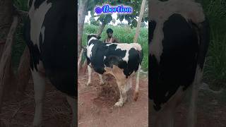 ఎద్దు దాటినా చూడు నిలవ లేదా😭😭👈 #flute#bull#vet#medicin#info#viral#trend#paadisirulu#dairu#repronol👌