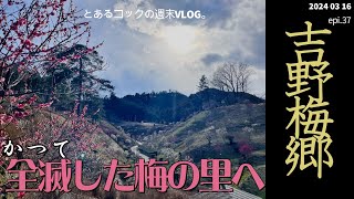 かつて全滅した梅の里　吉野梅郷　epi.37  梅｜青梅｜天然酵母パン｜そば｜青梅ソフトクリーム