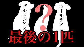 【新人くん登場】ダルメシアン、ゴールデンレトリバー、そして.....！？三兄弟になる