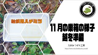 11月の巣箱の様子　越冬準備【日本みつばちの養蜂】 How to Beekeeping