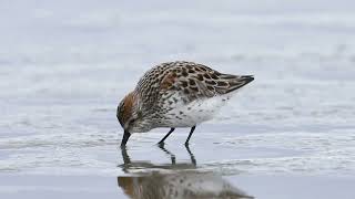 Proposed Roberts Bank Terminal 2 project in Delta, BC risks harming shorebirds \u0026 other wildlife