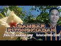 Gambar pitongkiadan || francis landong song || Norbert servarios (COVER)