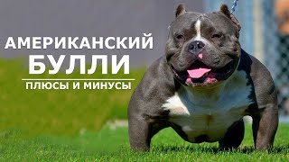 АМЕРИКАНСКИЙ БУЛЛИ. Плюсы и минусы амбулли AMERICAN BULLY