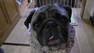 レモングラスを天日干し❣❣´▽｀②＃PUG#パグ♯小豆＃だるま班長＃レモングラス