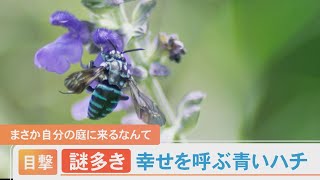 謎多き「幸せを呼ぶ青いハチ」…まさか自分の庭に来るなんて