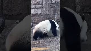 萌二玩好嗨 #panda #大熊猫 #一方水土养一方熊猫 #cute #熊