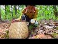 เก็บเห็ดป่าราคาแพง เห็ดหล่ม เห็ดไค ที่จังหวัดพะเยา collecting expensive wild mushrooms