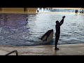 the killer whale orca loro park video edit tenerife canary island world clip 11