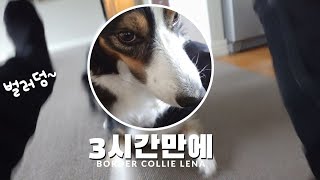 고작 3시간만에 만난 강아지 반응 [4K] 그렇게 좋니?