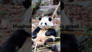 大熊猫花花有妹妹陪着，食欲大增/Giant panda Huahua has her sister accompanying her, appetite has greatly increased