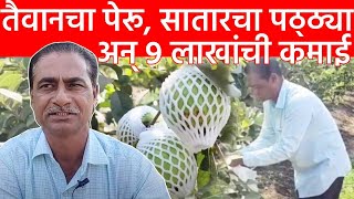 Special Report: Agriculture: Taiwan Pink Guava Satara: 1 एकरात 15 टन पेरु, 9 लाखांची कमाई #local18