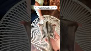 Thoughtful family rescued a baby sugar glider ❤️ #shorts