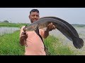 big snakehead fishes catching murrel techniques fishing catching