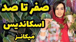 صفر تا صد نگهداری از اسکاندیس میکانز | آیا از خانواده پتوس هاست؟ | معرفی یه گیاه مقاوم و تند رشد😍