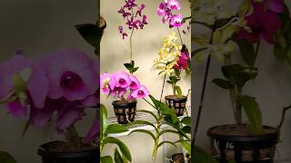 Dendrobium orchid plants for sale | ph 6238797842