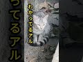 🐱うんこはトイレでするんだよ‼️わかってるの？