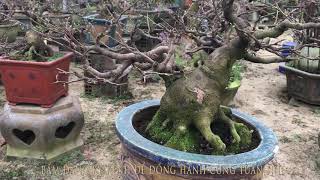 Cùng tuân đi thăm vườn mai bonsai Tuấn Ngọc