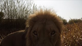 Look How EXCITED They Are! | The Lion Whisperer