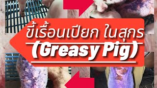 ขี้เรื้อนเปียกในหมู(Greasy Pig) เป็นโรคที่พบบ่อยในลูกสุกร