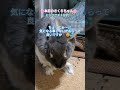 うさぎとの生活 rabbit 何だったんでしょうか❓️😅 かわいいうさぎ うちのうさぎ