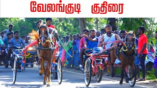 குதிரை வேலங்குடி பந்தையம் 2024