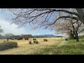 敷島公園　桜満開