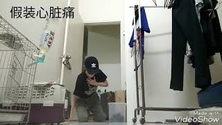 [夏安整人日]假装昏倒骗狗狗，结果却令人意外？！？！Dog prank | Caery