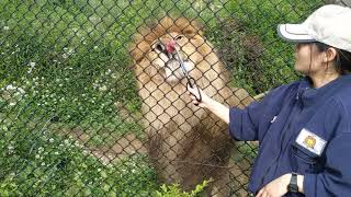 よこはま動物園ズーラシア　ｱﾌﾘｶﾗｲｵﾝ「ｿﾗ」食事タイム