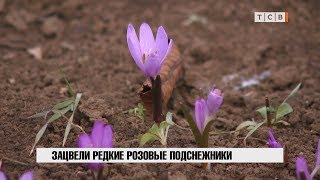 Зацвели редкие розовые подснежники