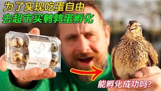 男子为了实现吃蛋自由，竟从超市买了鹌鹑蛋，还真孵化出了小鹌鹑