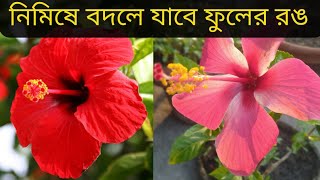 জবা গাছের ফুলের রঙ বদলে যাবে এক নিমিষে, এক গাছে আলাদা রঙের ফুল পেতে এই ভিডিওটি অবশ্যই দেখুন Hibiscus