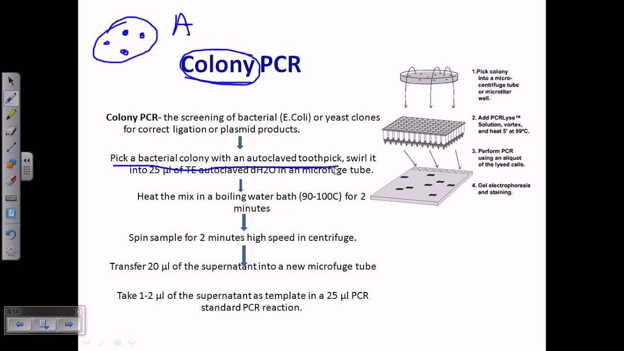 Colony PCR - YouTube