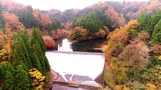 紅葉に彩られた白水ダム 日本一美しいダム  九州ドライブ ドローン映像4K Hakusui dam  Autumn leaves Aerial Drone video 放水 放流 竹田 CMに登場