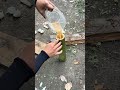 Cooking eggs by bamboo #nature #naturesurvival #reels #survivalskills #camping