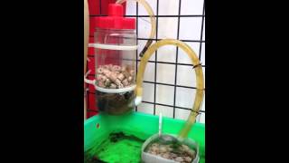 aquaponics 小型U型管虹吸排水系統測試