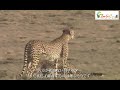 狩りを教える母チーター　【閲覧注意】　wild animals in africa teaching hunting to children