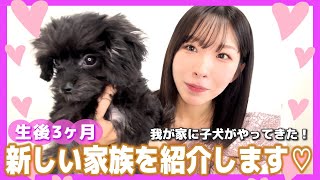 【ご報告】子犬の\