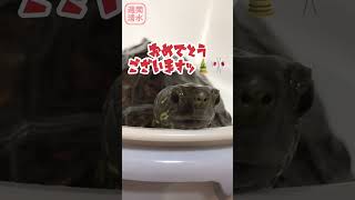 クサガメ つくから新年のご挨拶。Happy New Year! My pet reeves turtle